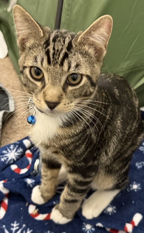 Jasper, Domestic Short Hair / Tabby (short coat)