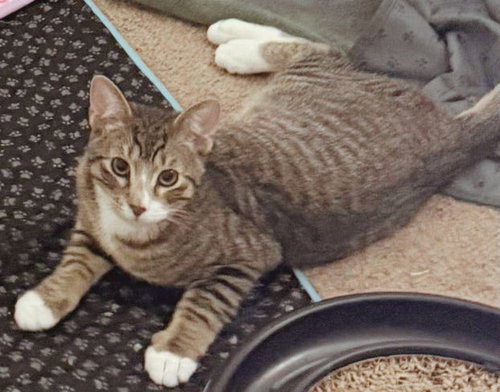 Jericho, Young Domestic Short Hair / Tabby (short coat), cat for adoption in Hurst, Texas