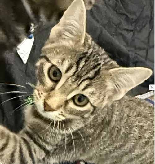 Madame Butterfly Juliet, Domestic Short Hair (short coat)
