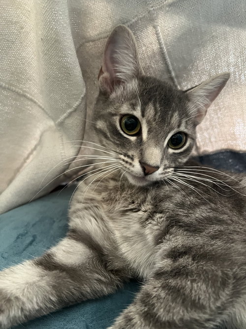 Princess Jasmine, Young Domestic Short Hair / Mixed (short coat), cat for adoption in Hurst, Texas