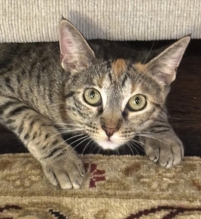 Clementine, photo 2
