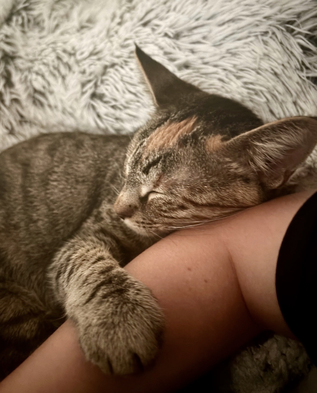 Clementine, photo 3
