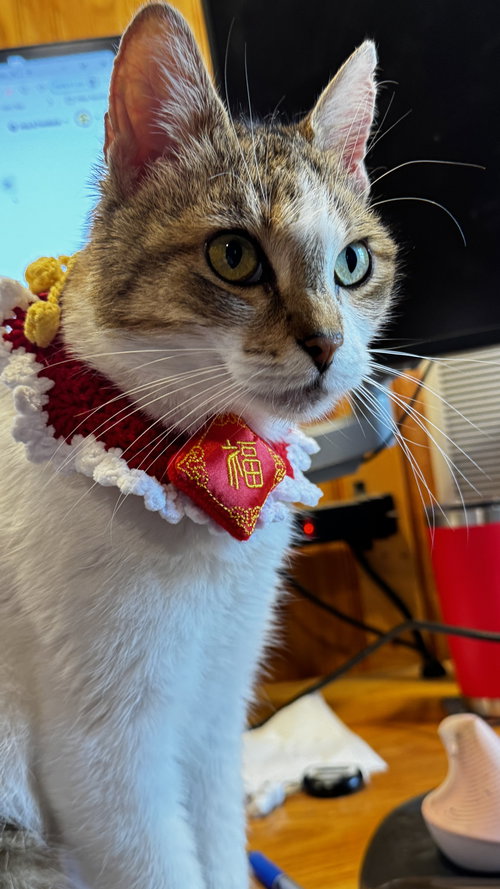 Miss Maggie, Adult Domestic Short Hair / Mixed (short coat), cat for adoption in Hurst, Texas