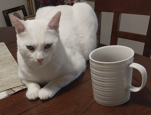 Coco White, Adult Domestic Short Hair / Mixed (short coat), cat for adoption in Hurst, Texas