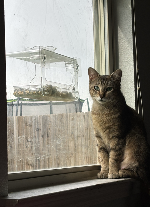 Moira Rose Cat, an adoptable Domestic Short Hair in Frisco, TX
