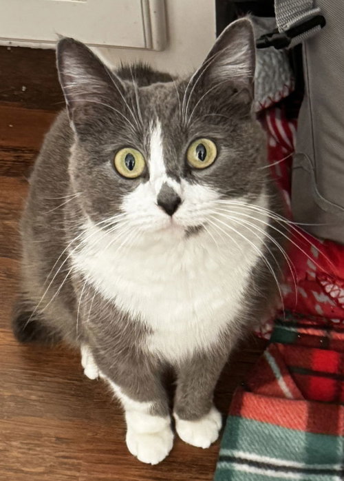 Suki, Adult Domestic Short Hair / Mixed (short coat), cat for adoption in Hurst, Texas