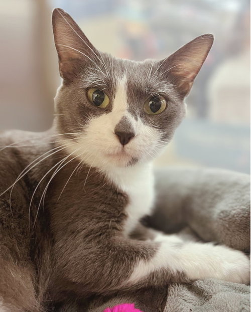 Suki, an adoptable Domestic Short Hair in Frisco, TX