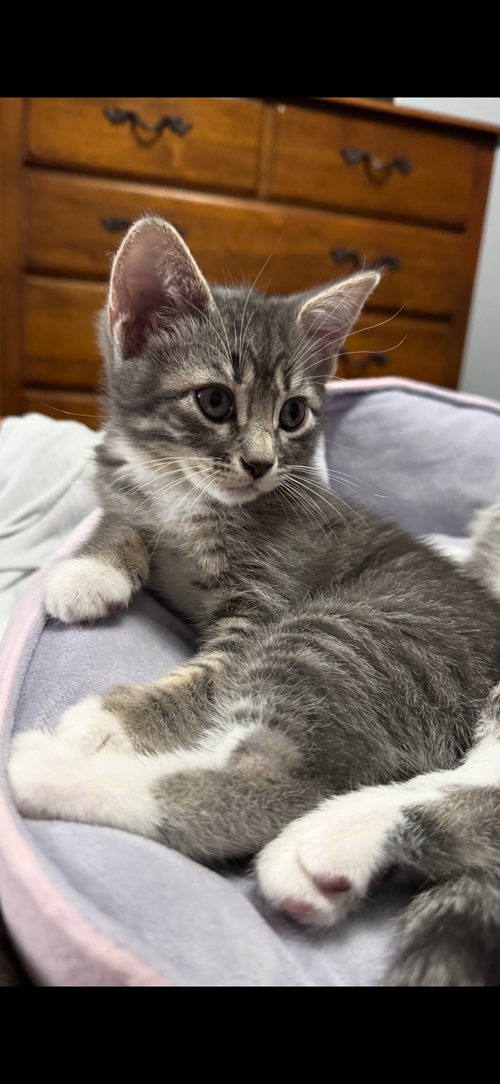 Sparkles, Baby Domestic Short Hair / Tabby / Mixed (short coat), cat for adoption in Hurst, Texas