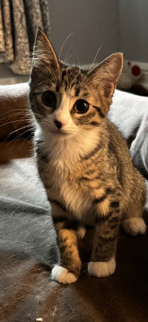 Busy, Baby Domestic Short Hair / Tabby / Mixed (short coat), cat for adoption in Hurst, Texas
