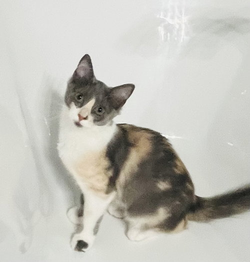 Poof, an adoptable Domestic Long Hair in Frisco, TX