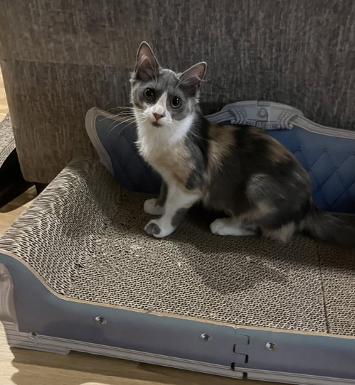 Poof, an adoptable Domestic Long Hair in Frisco, TX
