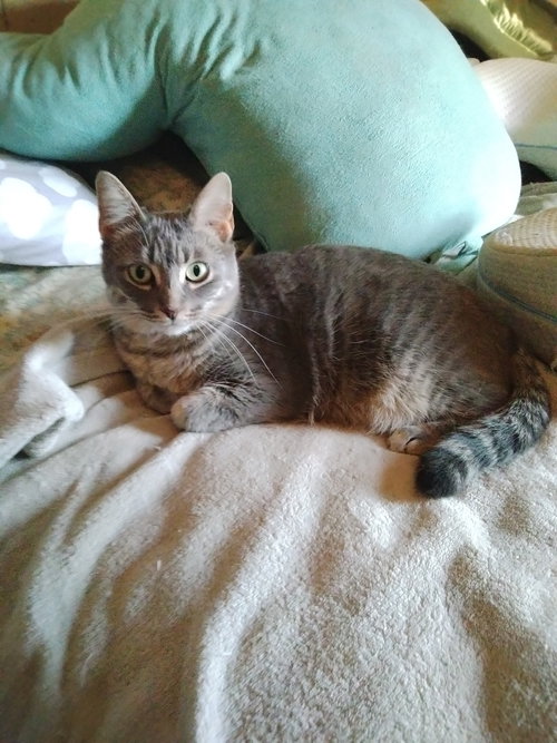 Slatey Pearl, an adoptable Domestic Short Hair in Frisco, TX