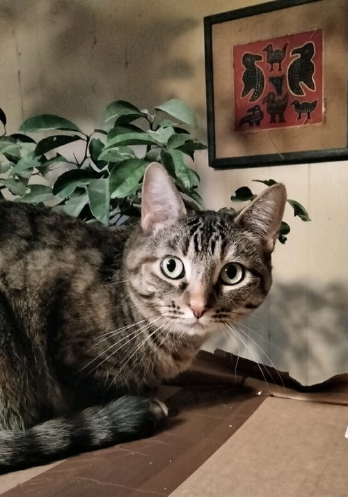 Sissy, an adoptable Domestic Short Hair in Frisco, TX