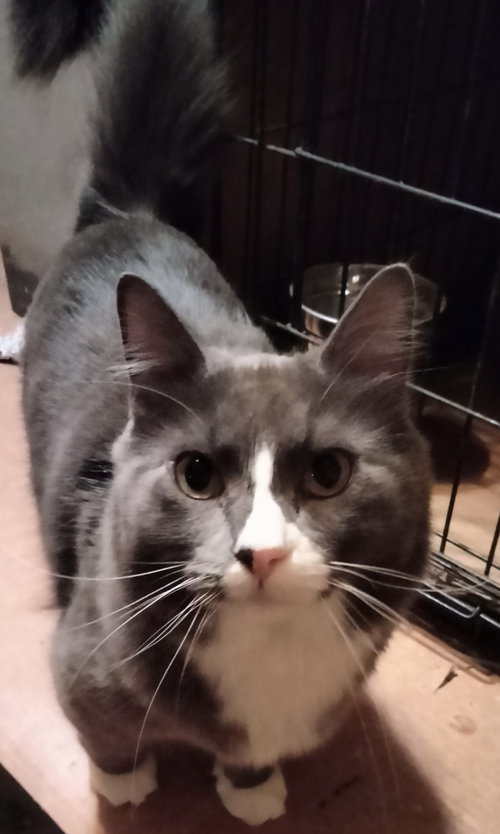 Boogie, an adoptable Domestic Medium Hair in Frisco, TX