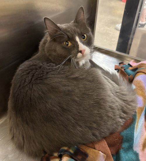 Boogie, Adult Domestic Medium Hair (medium coat), cat for adoption in Fort Worth, Texas