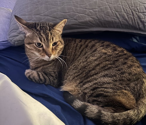 Photo 3 of Tooncy Kitty - Sweet Senior