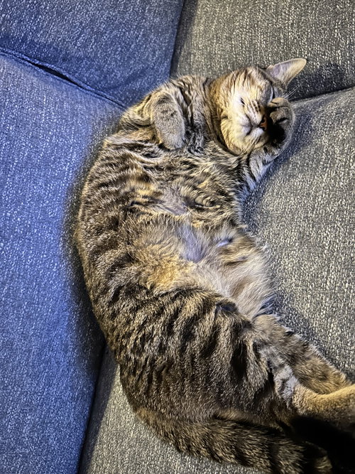 Tooncy Kitty - Sweet Senior, an adoptable Domestic Short Hair in Frisco, TX