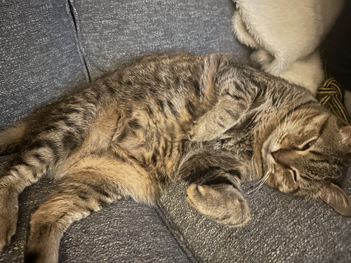 Photo 2 of Tooncy Kitty - Sweet Senior