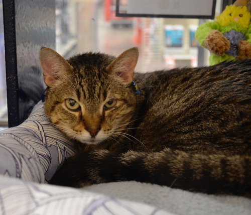 Photo 4 of Tooncy Kitty - Sweet Senior