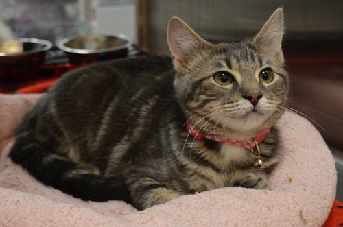 Aurora P., Baby Tabby / Domestic Short Hair (short coat), cat for adoption in Hurst, Texas