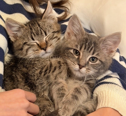 Leonardo P., Baby Tabby / Domestic Short Hair (short coat), cat for adoption in Hurst, Texas