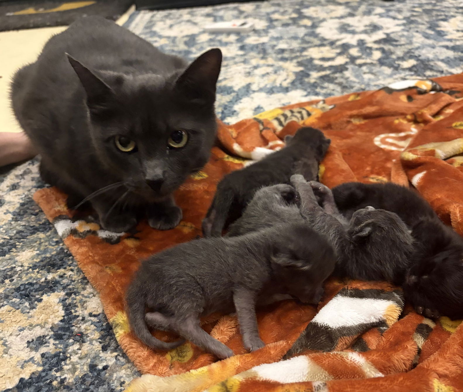 Momma Graycee May, photo 4