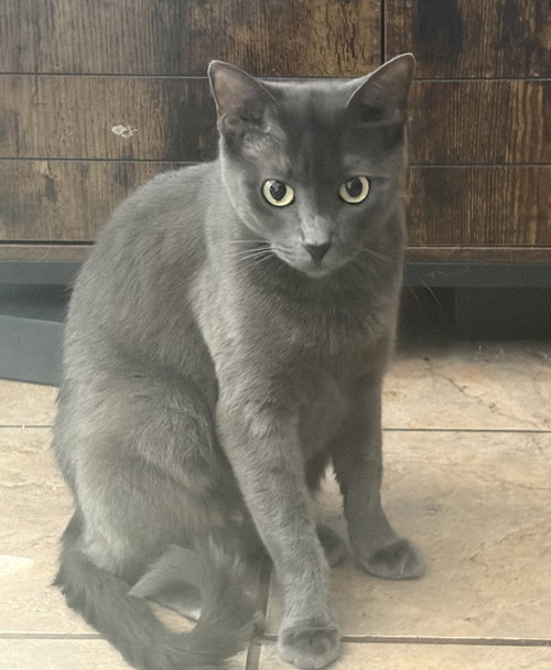 Momma Graycee May, a cat for adoption from Frisco Humane Society