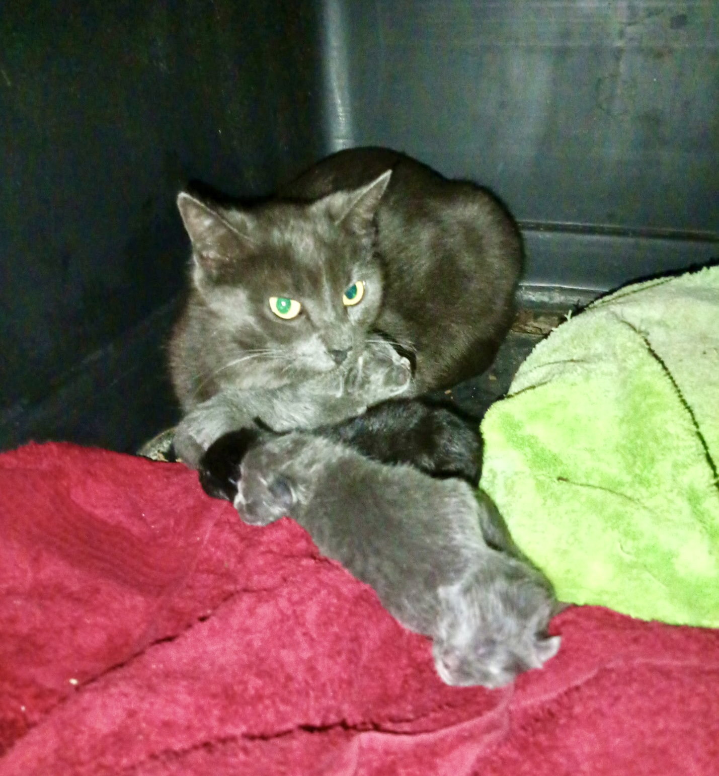 Stormy the Gray J., photo 9