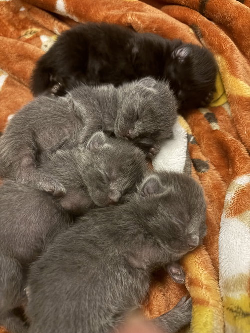 Photo 6 of Stormy the Gray J.