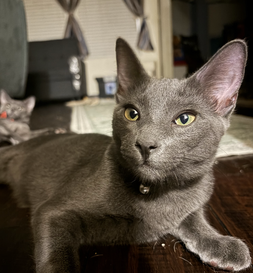 Stormy the Gray J.