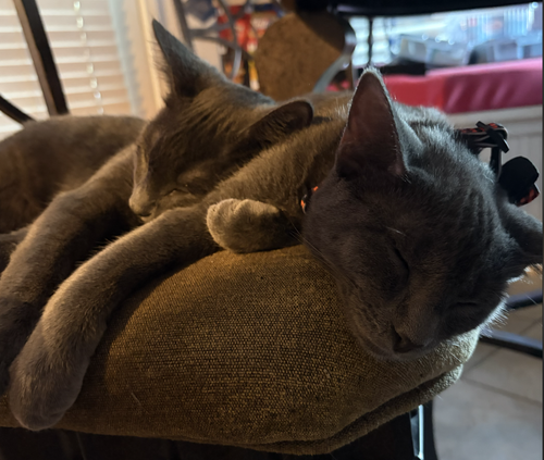 Photo 4 of Stormy the Gray J.
