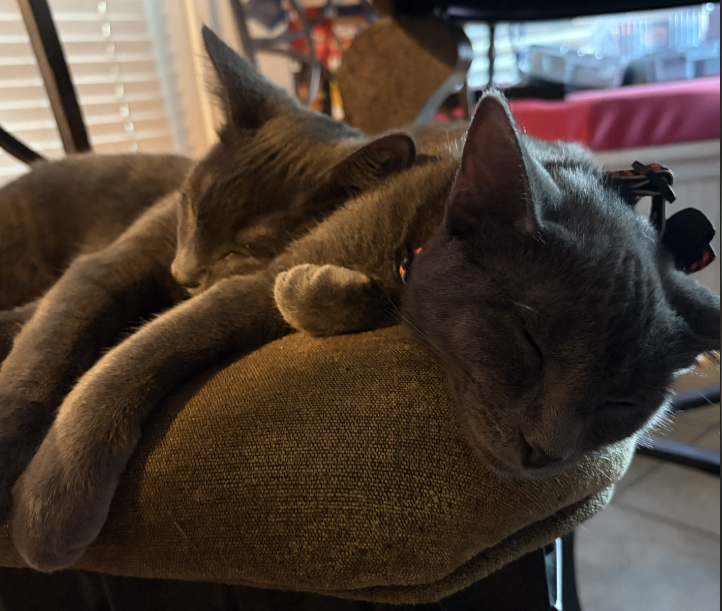 Stormy the Gray J., photo 3