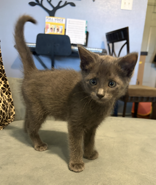 Photo 5 of Stormy the Gray J.