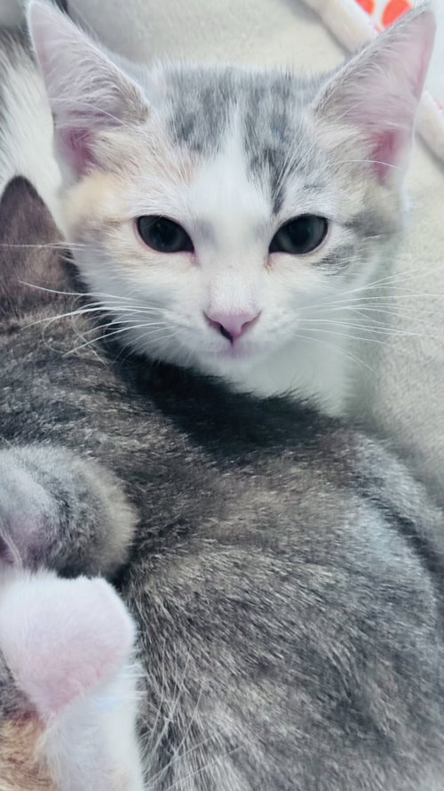 Priscilla