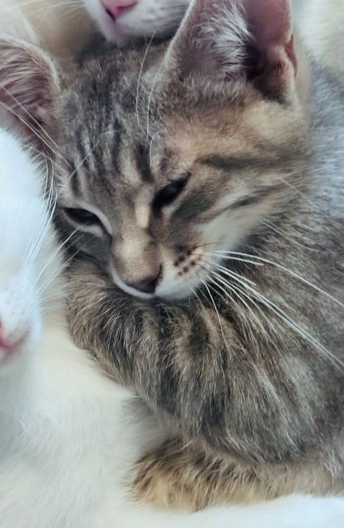 Leonardo