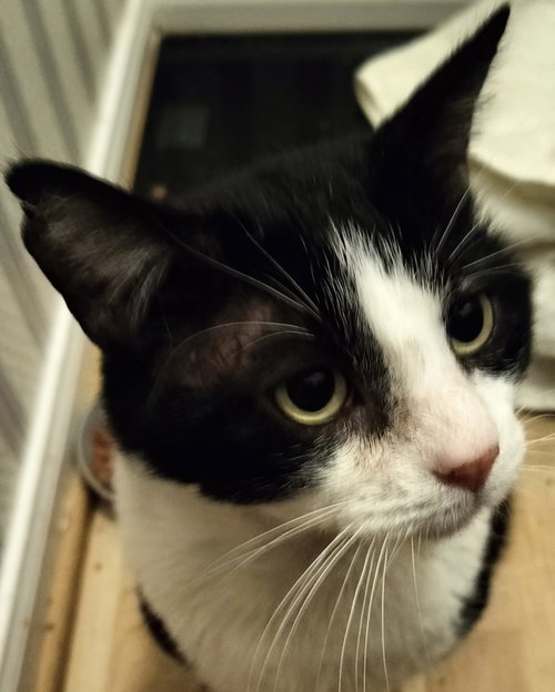 Photo 4 of Sol the Sweet - FIV+ Tuxedo