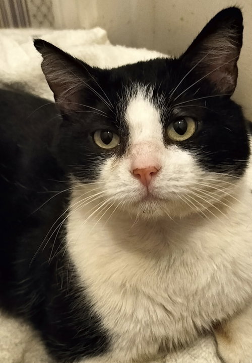 Photo 2 of Sol the Sweet - FIV+ Tuxedo