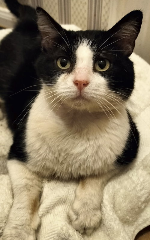 Photo 3 of Sol the Sweet - FIV+ Tuxedo
