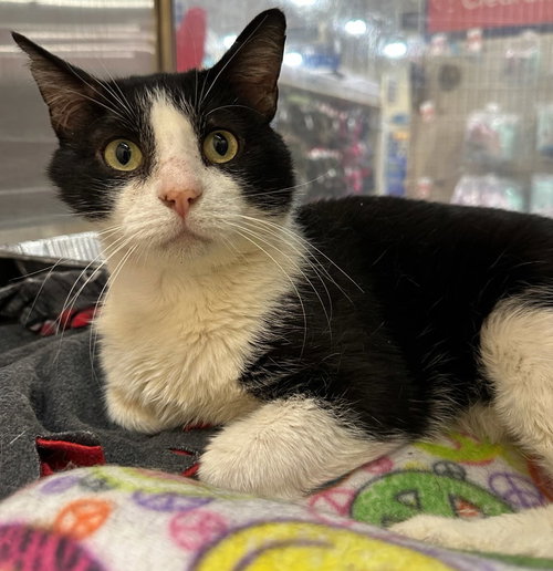 Sol the Sweet - FIV+ Tuxedo, Adult Domestic Short Hair / Mixed (short coat), cat for adoption in Hurst, Texas