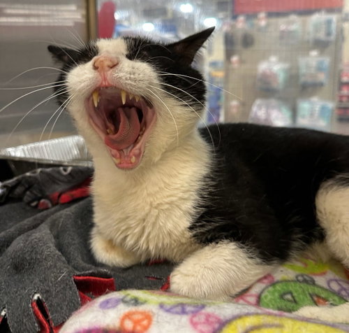 Photo 5 of Sol the Sweet - FIV+ Tuxedo