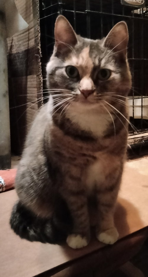 Darlin, an adoptable Tabby in Frisco, TX