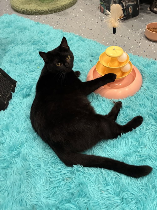 Chispa, a cat for adoption from Frisco Humane Society