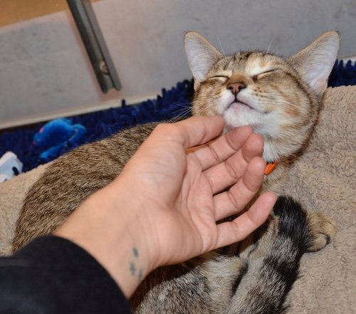 Tabby L, Baby Domestic Short Hair / Tabby (short coat), cat for adoption in Hurst, Texas