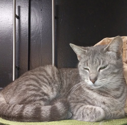 Silvervine, an adoptable Tabby in Frisco, TX