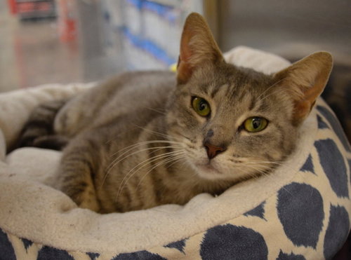 Silvervine, Adult Tabby / Domestic Short Hair (short coat), cat for adoption in Hurst, Texas