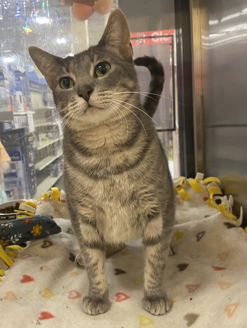 Silvervine, a cat for adoption from Frisco Humane Society