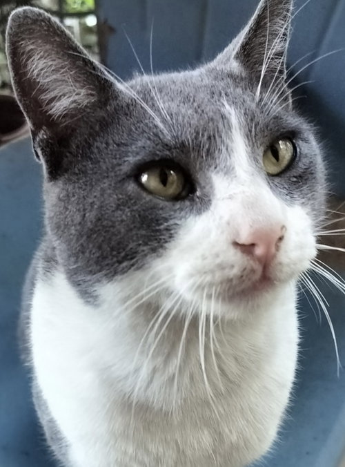 Oliver Twist, Adult Tuxedo / Domestic Short Hair (short coat), cat for adoption in Fort Worth, Texas