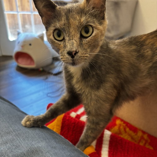 Merley, an adoptable Tortoiseshell in Frisco, TX
