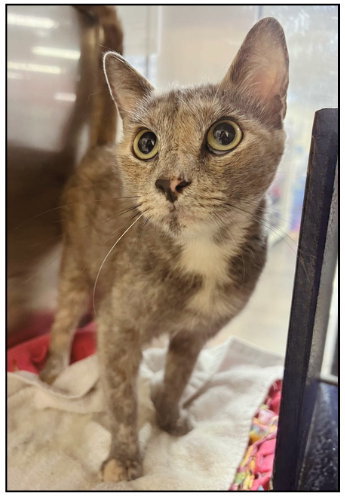 Merley, an adoptable Tortoiseshell in Frisco, TX