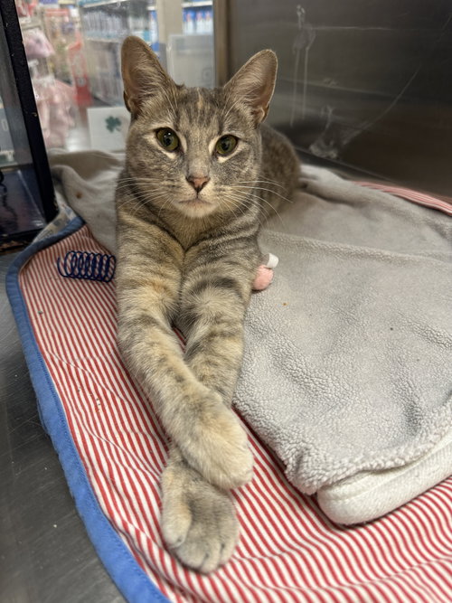Dot FreeDay Hwy Kitty, an adoptable Dilute Tortoiseshell in Frisco, TX